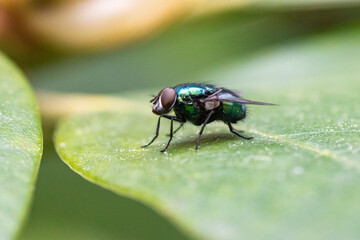 Fliege makro auf Rhododendron Blatt