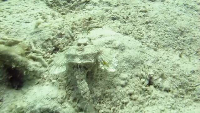 The walking fish (searobin gurnard)