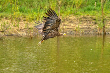 A hunting bald eagle flies above the water surface of a green lake in search of fish. Trees in the background, reflection, detail