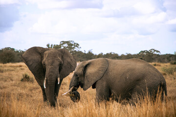 Naklejka premium African Elephants, Kruger National Park