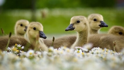 Goslings 