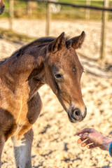 Head of a dark brown foal. outside in the sun. Warmblood, KWPN dressage horse. One week old. wooden fence and grass. animal themes, newborn