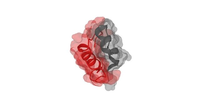 Molecular structure of human insulin. 3D rendering as ribbon with ball-and-stick sidechain. Semitransparent molecular surface is visualized. 