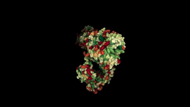 IgG immunoglobulin - the most common type of antibody found in blood circulation. 3D structure spinning.