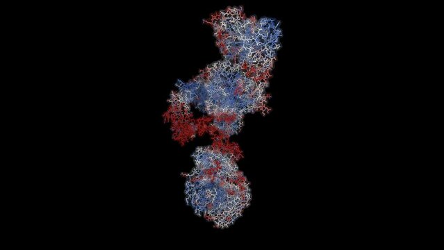 IgG immunoglobulin - the most common type of antibody found in blood circulation. 3D structure spinning.