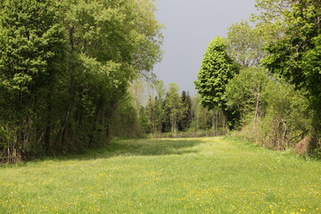 prairie en forêt