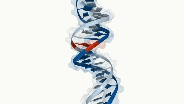 3D representation of a DNA molecule. Mutation is highlighted in red. Mutations are changes in genetic material that may cause hereditary diseases. 