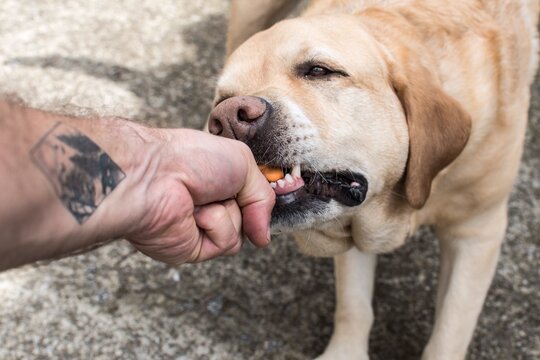 Jugando con un perro labrador
