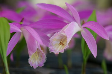トキソウの赤紫の可憐な花が咲く
