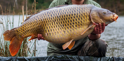 Man holding beautiful big carp.Angling. Carp fishing.