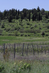Fototapeta premium Plantations of grapes in the Crimea in the spring. Vine fields at sunset.