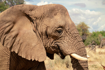 Close up of the African Bush Elephant in the grassland on a sunny day.
