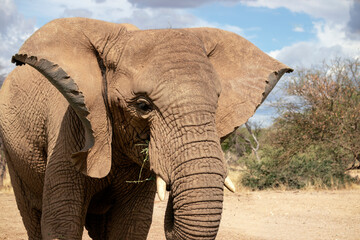 Close up of the African Bush Elephant in the grassland on a sunny day.