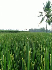green rice field
