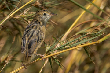 Golden-headed Cisticola in Queensland Australia
