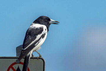 Pied Butcherbird in Queensland Australia