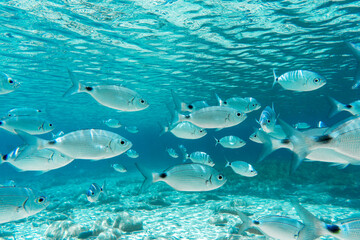 Fototapeta premium A crowd of Mediterranean fish in the crystal clear waters of Villasimius, Sardinia, Mediterranean. Underwater photography