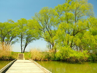 春の松戸ふれあい川の浮橋と芽吹きの樹 - obrazy, fototapety, plakaty
