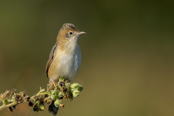 Obraz premium Golden-headed Cisticola in Queensland Australia