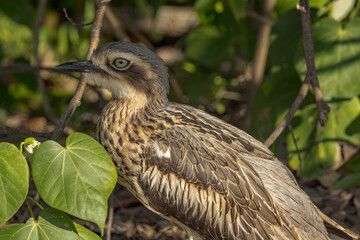 Bush Stone Curlew or Thick Knee in Queensland Australia
