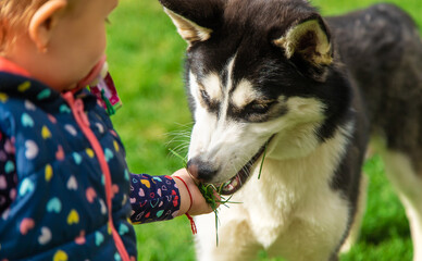 Baby is playing with a husky dog. Selective focus.