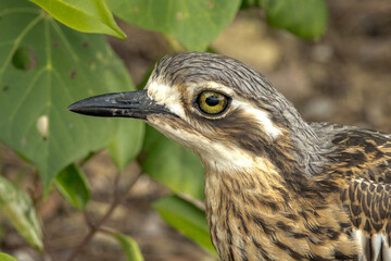 Bush Stone Curlew or Thick Knee in Queensland Australia