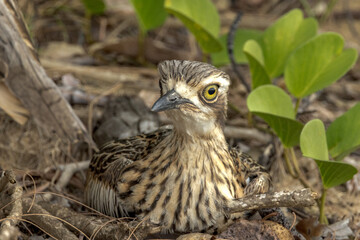 Bush Stone Curlew or Thick Knee in Queensland Australia
