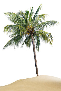 Coconut palm tree on the sand