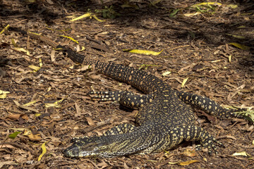 Lace Monitor in Queensland Australia