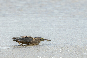 Striated Heron in Queensland Australia