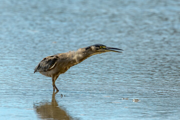 Striated Heron in Queensland Australia