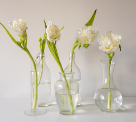 Closeup of group of double white tulips in glass bottles and vases on white table (selecttve focus)