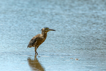 Striated Heron in Queensland Australia