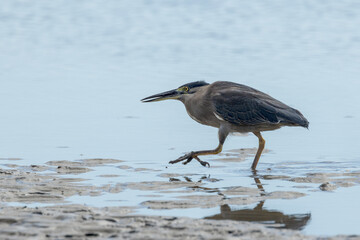 Striated Heron in Queensland Australia