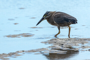 Striated Heron in Queensland Australia