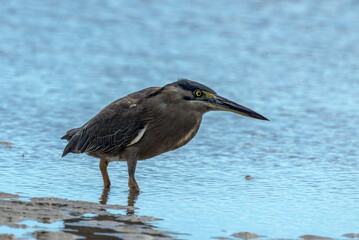 Striated Heron in Queensland Australia