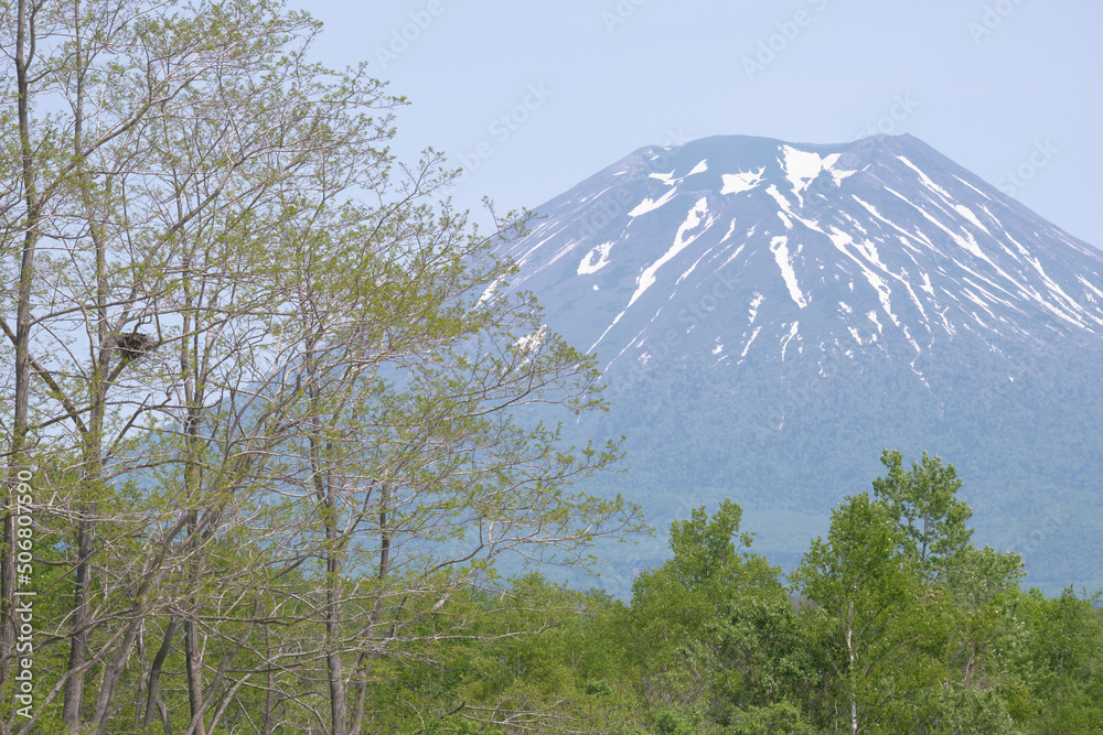 Wall mural 羊蹄山と鳥の巣 / Mt. Yotei and Bird's Nest