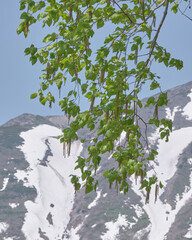 白樺の新緑と羊蹄山の背景 / Birch fresh green and Mt. Yotei background