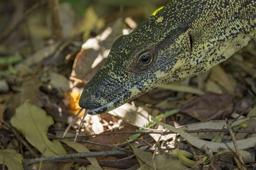 Lace Monitor in Queensland Australia