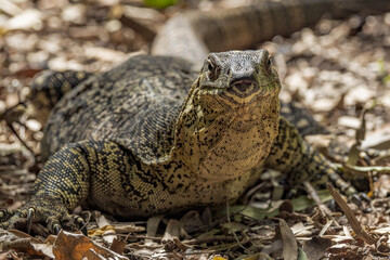 Lace Monitor in Queensland Australia