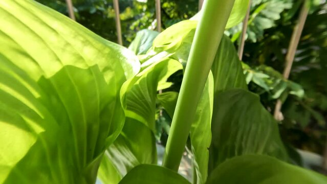 The august lily flower plant or Hosta plantaginea has thin straight green leaves, white petals with yellow pistils and green flower stalks