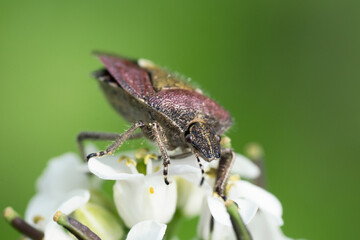 Close up macro of a dock bug on a white flower