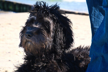 goldendoodle on the Baltic Sea lying in the sand on the sea. black and tan.