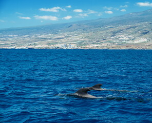 Fototapeta premium View on Tenerife island from ocean. Pilot whales in the water are in the foreground.