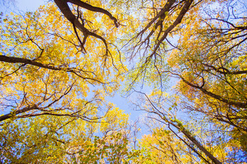 Yellow leaves on branches against the blue sky. Sunny day weather in a colorful forest. Autumn natural landscape. Indian summer, late autumn. View from below.