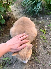 Touching and petting a cat is very calming activity. Patting a kitty relieves you to avoid stress