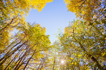 Yellow leaves on branches against the blue sky. Sunny day weather in a colorful forest. Autumn natural landscape. Indian summer, late autumn. View from below.