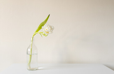 Single white double tulip in glass bottle on white table against beige wall (selective (focus)