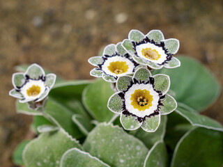 Closeup of flowers of Primula auricula Beppi