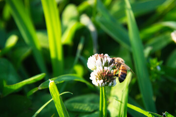 白いクローバーの花で蜜を吸うハチの風景